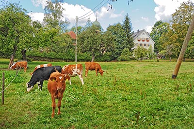 Kuhweide neben dem Haus